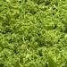 Close-up of the healthy iceberg lettuce ready to be picked