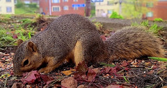 Sciurus niger (fox squirrel) (Pittsburgh, Pennsylvania, USA) 6