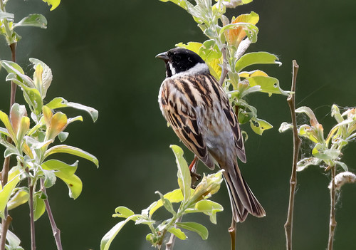 Reed Bunting_23-05-18__DC_4892_AM_Topaz