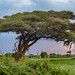 Amboseli National Park, Kenya