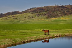 Horse Pond Hills 6954 B