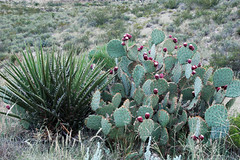 Desert vegetation (Guadalupe Mountains National Park, Texas, USA) 3