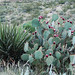 Desert vegetation (Guadalupe Mountains National Park, Texas, USA) 3
