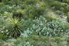 Desert vegetation (Guadalupe Mountains National Park, Texas, USA) 1