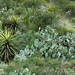 Desert vegetation (Guadalupe Mountains National Park, Texas, USA) 1