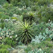 Desert vegetation (Guadalupe Mountains National Park, Texas, USA) 2