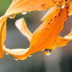 drops on a lily