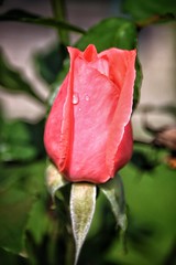 Belleville Ontario ~ Canada ~ Corby Rose Garden ~ Landmark - Tulip Water Droplet