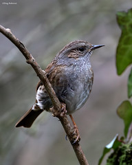 Hedge Sparrow / Dunnock