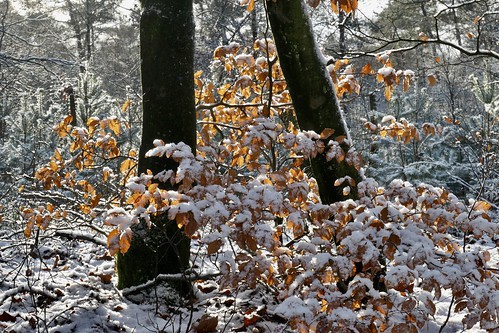 Fresh snow, Hoge Veluwe, Netherlands