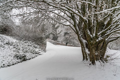 Winter in Dilsberg's Castle Garden - January 2024 V
