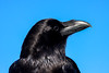 Portrait of a raven, Caldera de Taburiente National Park, La Palma