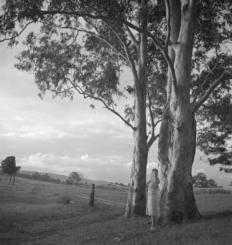 Woman standing next to large eucalypts on a farm at Fig Tree Pocket