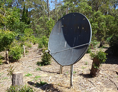Bush Satellite