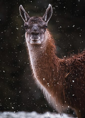 Llama in the snowfall