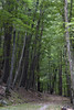black birch understory