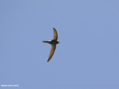 Common Swift (Apus apus) by Birds of Gilgit-Baltistan on flickr