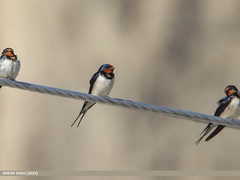 Barn Swallow (Hirundo rustica) από Birds of Gilgit-Baltistan στο flickr
