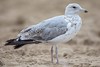 Goland argent - European Herring Gull (Larus argentatus) - Quiberon - Port Maria (Morbihan) France, le 1 aot 2023