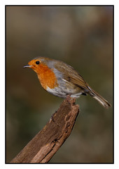 Robin (Erithacus rubecula) Double click for detail