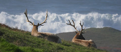 Rare Tule Elk admiring a King Tide!