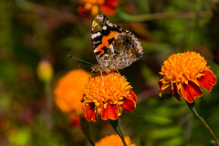 Butterfly: Indian Red Admiral