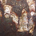 Silicified stromatolite boundstone with oolites & sinuous stromatolites (Biwabik Iron-Formation, Paleoproterozoic, ~1.878 Ga; near Mary Ellen Mine, near Biwabik, Minnesota, USA) 20