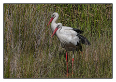 Stereo Storks - (Ciconia ciconia) 2 clicks for Zoom