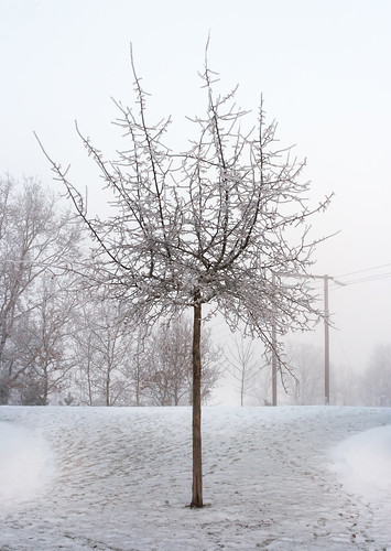 Hoar frost on a small tree in Tuntorp