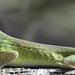green anole lizard -   Audubon Corkscrew Swamp Sanctuary -  Naples   Florida