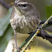 palm warbler -   Audubon Corkscrew Swamp Sanctuary -  Naples   Florida
