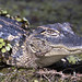 baby alligator -  Audubon Corkscrew Swamp Sanctuary -  Naples   Florida