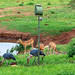 Tsavo West National Park, Kenya
