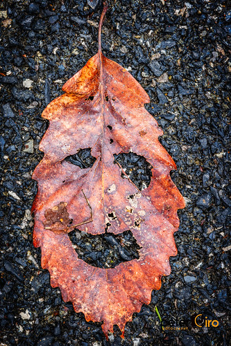 Leaf with a Face at Amicalola Falls State Park - Dawsonville, Georgia