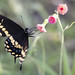 Eastern black swallowtail butterfly -   Circle B Bar Reserve  -  Lakeland  Florida