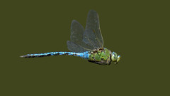 a Dragonfly in flight - une Libellule en vol (explore 29 jan 2024)