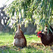 hens in the sun