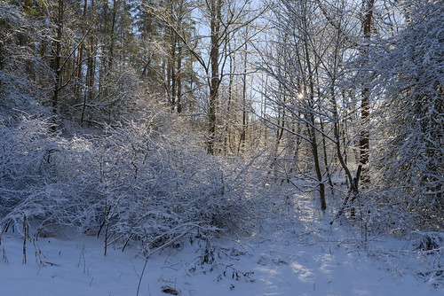 Winter Sun in the Woods