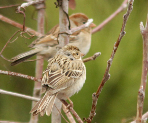 Paler shade of sparrow