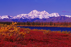 Denali - Mt. McKinley With Gorgeous Fall Colors And A Clear Blue Sky