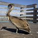 Brown pelican -  Venice Fishing pier -  Venice Florida