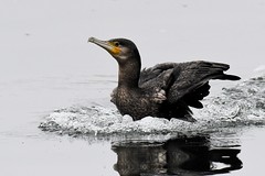 Grand cormoran - Phalacrocorax carbo - Great cormorant