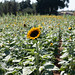 Sunflowers at Bishop's Pumpkin Farm