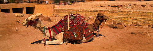 Camellos siameses