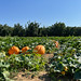 Pumpkins field at Bishop's Pumpkin Farm