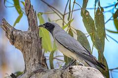 alice river - black-faced cuckoo shrike