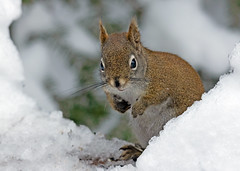 American Red Squirrel (Tamiasciurus hudsonicus) - 20240125-01