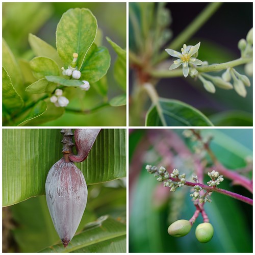 What Grows in the Florida Keys?   Almost everything.