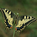 Machaon (Papilio machaon), Le Collet-de-Dèze, Lozère, France