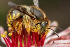 Face Full of Pollen, Pt. 2 (Cropped) - _TNY_9297C